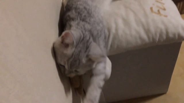 ЛЮБИМОЕ МЕСТО МАРТИНА/ГДЕ СПИТ МОЙ КОТ ? смотреть онлайн