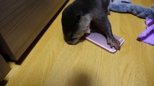 Паап ну купи мне Айфон)))