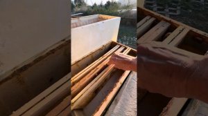 Пчеловодство в Италии