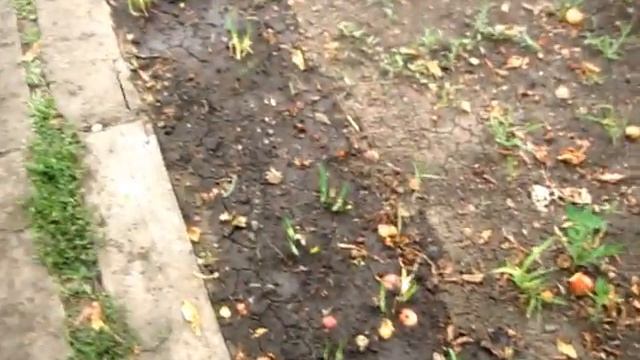 Убираем МОЛОТИМ СРЕДНЕАЗИАТСКИЙ, ТУРЕЦКИЙ ГОРОХ НУТ смотреть онлайн