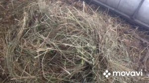 Зимнее Сено для Гусей/ Загоны для зимнего содержания