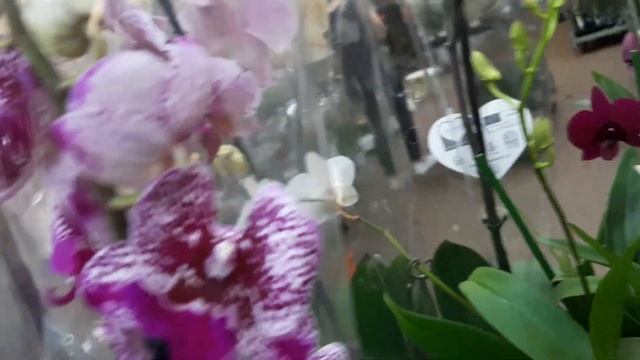 25.05.2023г. На базу Мир цветов приехали красивые орхидеи. смотреть онлайн