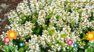 Живучка ползучая Альба. Краткий обзор, описание характеристик ajuga reptans alba Alba
