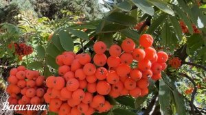 1 октября День Арины. Что нельзя делать 1 октября день Арины. Народные традиции и приметы и суевери