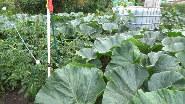 Пытаюсь вырастить тыкву 1000кг #9 - набираем обороты смотреть онлайн