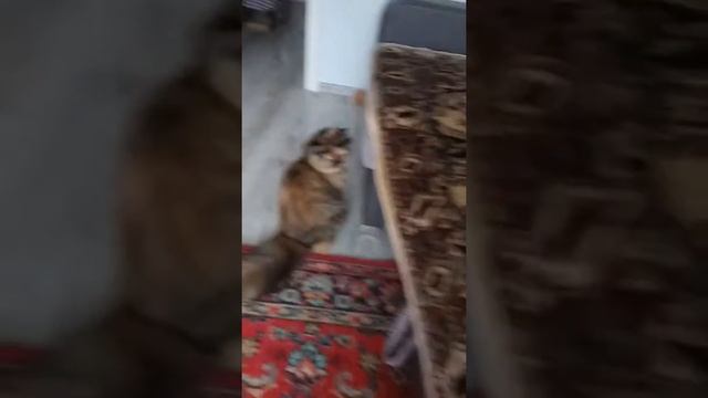 #кошка #кошкиндом #видеоскошкой #животные #калининград