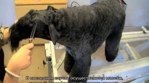 Керри блю терьер: описание породы собак