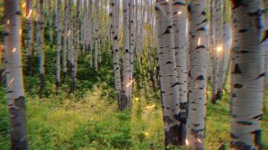 Положите лавровый лист в кошелек. Возьмите лавровый лист на работу