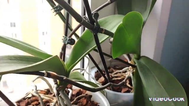 Обзор моих орхидей в августе 2023 года#обзор#орхидеи#цветы#красота#фаленопсис смотреть онлайн