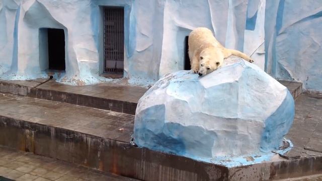 Белые медведи угарают в Новосибирском зоопарке смотреть онлайн