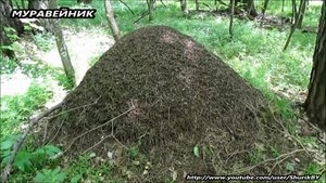 МУРАВЕЙНИК (1)