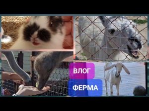 Влог. Страусиная ферма. Всех кормили и гладили