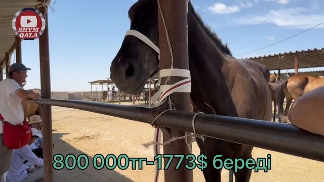 Жылқы- Шымкент мал базары. 28.06.2023