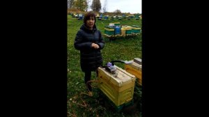Антонина Шакшина. Самый эффективный способ борьбы с клещом варроа.