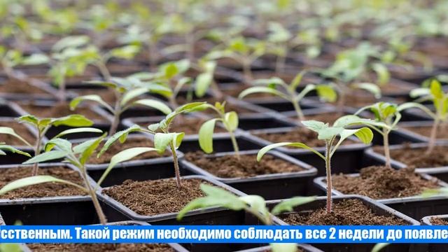 Уход за рассадой перца в домашних условиях после всходов, особенности выращивания