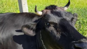 КАК ТРАВИТЬ МУХ КОРОВКИ СЛЕПНИ ОСЛИКИ ТЁЛОЧКА