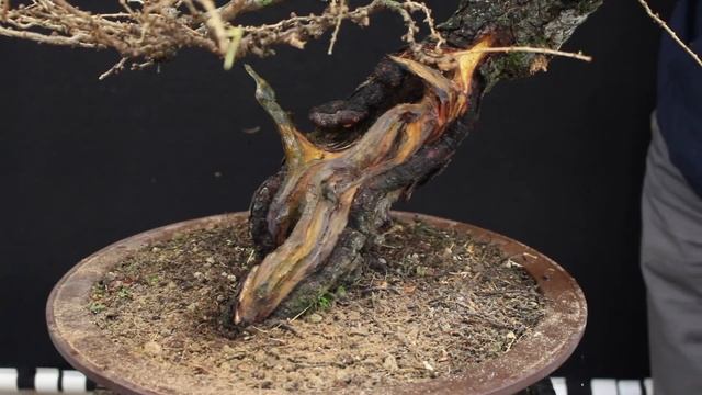 Larix Decidua Winter Silhouette смотреть онлайн