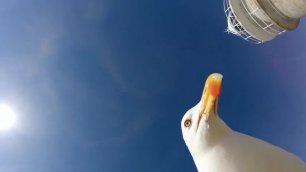 Чайка украла камеру GoPro