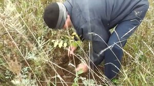 Посадка двухлетних маньчжурских орехов