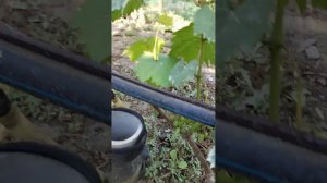 Виноград Любирин Щенникова Олега Николаевича.