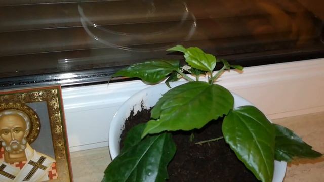 Зарисовки из жизни №40. Рождественские! смотреть онлайн