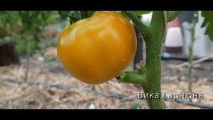 томат Весёлая соседка меня обманул