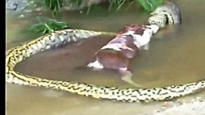 Анаконда ест корову