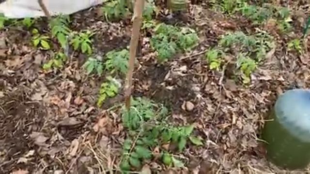 Рассада томатов в неотапливаемой теплице в мороз