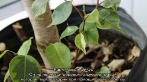 Можно ли держать дома фикус — хорошо это или плохо?