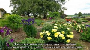 Пион Бартзелла (Paeonia Itoh Bartzella) — описание сорта