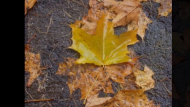 TANGO смотреть онлайн