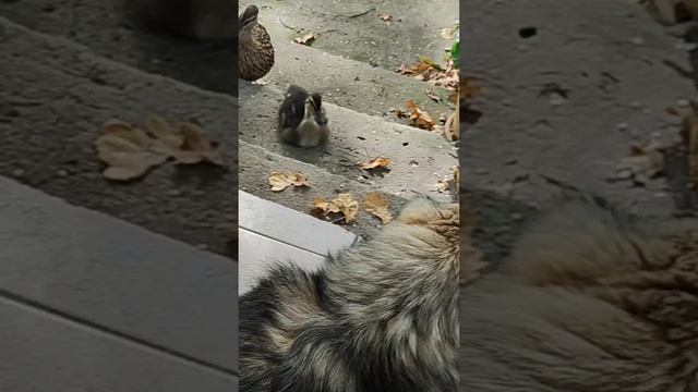 Про дачу, наши будни, что-то с дубами смотреть онлайн