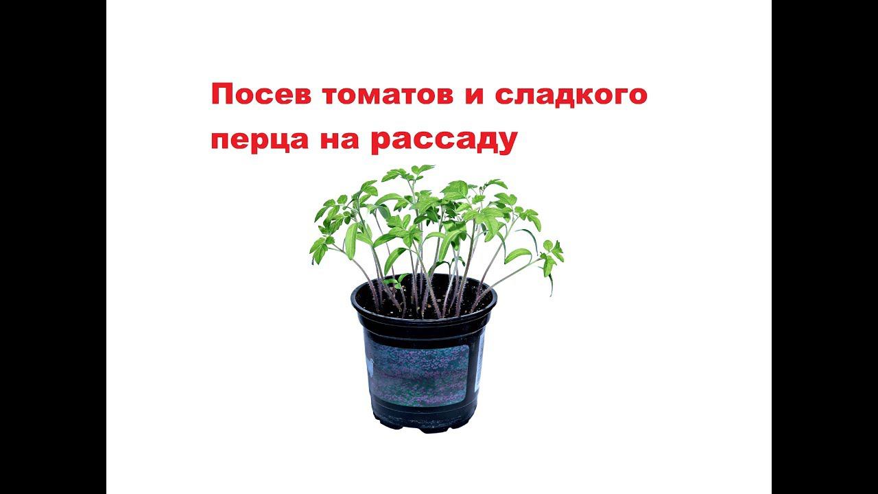 Посев томатов и сладкого перца на рассаду