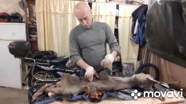 Чучело косули. Часть 1