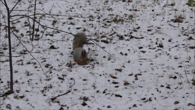 Серая и белая белочки закапывают семечки 23.11.2023 смотреть онлайн