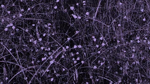 ACACIA // ⒶLISMA смотреть онлайн