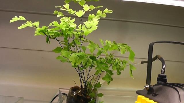 Аквариум 30л перезапуск и новые коряги-корни азалии золотистой смотреть онлайн