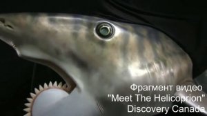 Юлия Глазырина: Загадка зубной спирали геликоприона