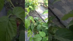 Малина Самородок. Ремонтантный сорт.