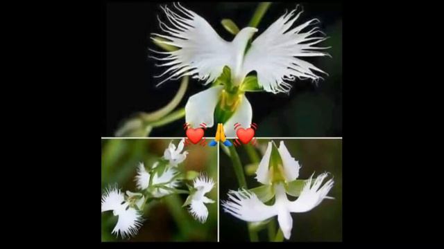 Vasko Bulgarelli.Eterna primavera.Вечная весна. смотреть онлайн