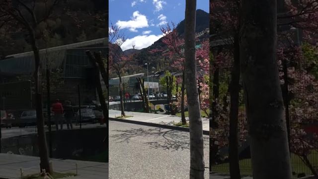 Spring Sakura in Andorra | Caldea Spa Resort | Parc Central #Shorts