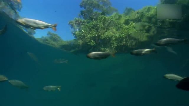 Нападают ли пираньи на людей? смотреть онлайн