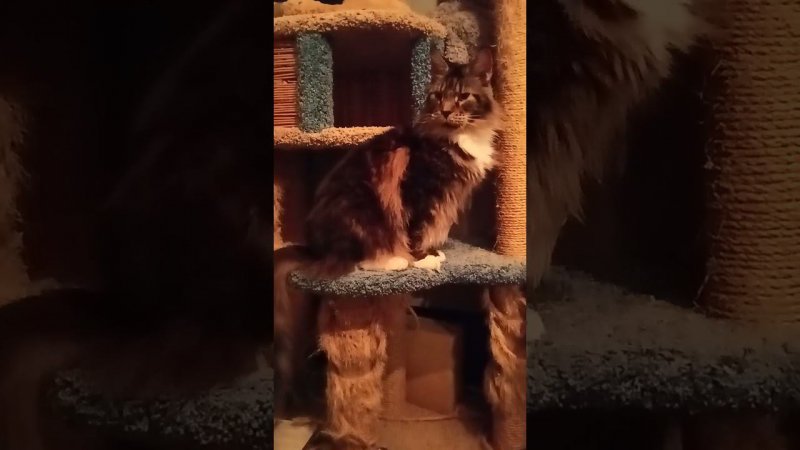 Рысь Выходит из Логова  Короткая  Заставка#кот #мейнкун #рысь #мейнкуны #коты #котик#кино