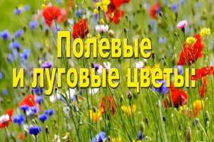 Популярные луговые и полевые цветы с названиями и фото