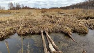 Мамоновское болото в Ярославле