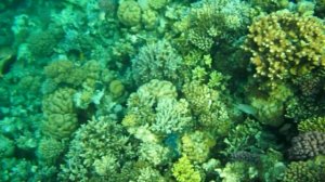 Корал Бич 2019  Самый красивый коралл в Хургаде