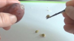 виноград/как почистить от косточек и кожицы. Лайфхак