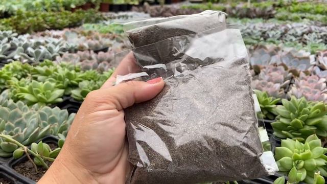 NOVIDADES e PROMOÇÕES da SEMANA - Suculentas 23/03 смотреть онлайн