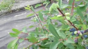 Видеобзор сортов жимолости на 1.06.19 г.