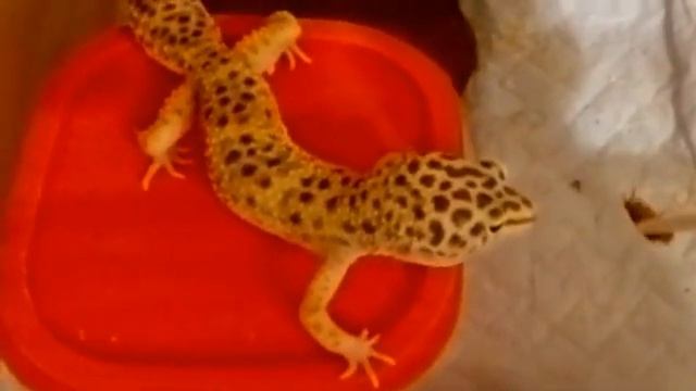 КАК #Кормить Эублефара. С пинцета. Первое кормление.